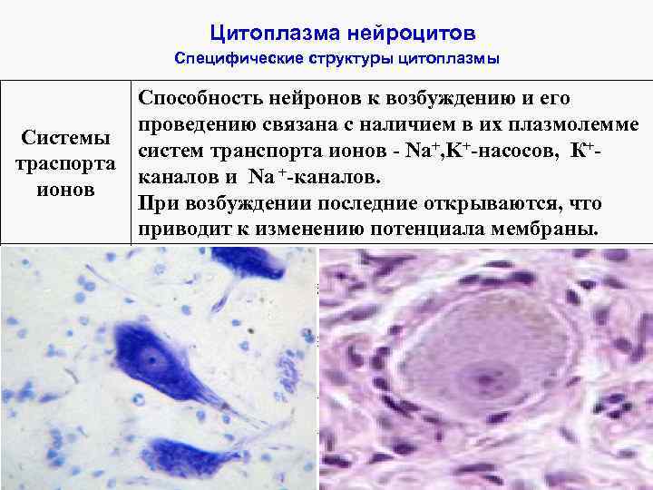 Цитоплазма нейроцитов Специфические структуры цитоплазмы Способность нейронов к возбуждению и его проведению связана с