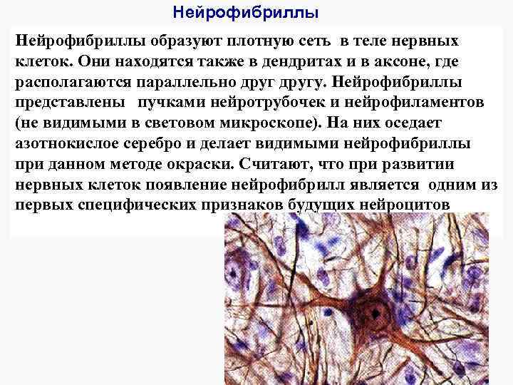 Нейрофибриллы образуют плотную сеть в теле нервных клеток. Они находятся также в дендритах и