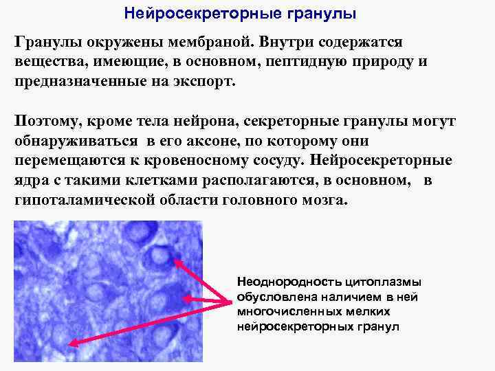 Нейросекреторные гранулы Гранулы окружены мембраной. Внутри содержатся вещества, имеющие, в основном, пептидную природу и