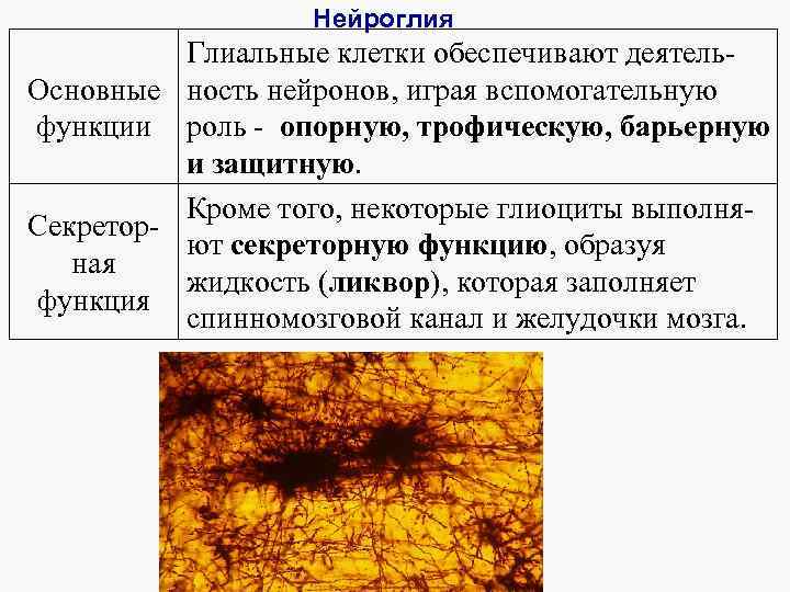 Нейроглия Глиальные клетки обеспечивают деятель. Основные ность нейронов, играя вспомогательную функции роль - опорную,