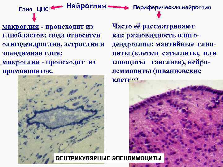 Глия ЦНС Нейроглия макроглия - происходит из глиобластов; сюда относятся олигодендроглия, астроглия и эпендимная
