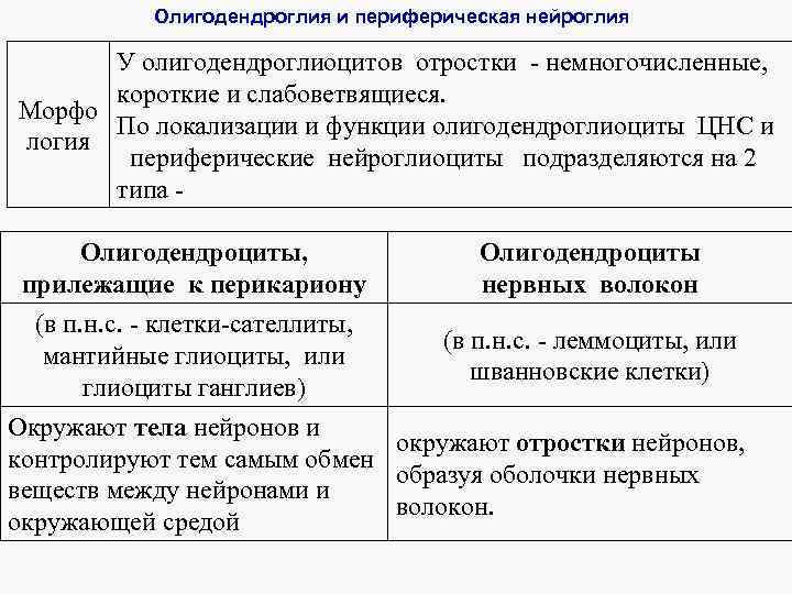 Олигодендроглия и периферическая нейроглия У олигодендроглиоцитов отростки - немногочисленные, короткие и слабоветвящиеся. Морфо По