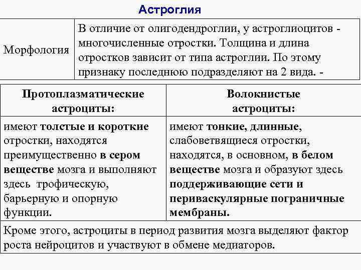 Астроглия В отличие от олигодендроглии, у астроглиоцитов - многочисленные отростки. Толщина и длина Морфология