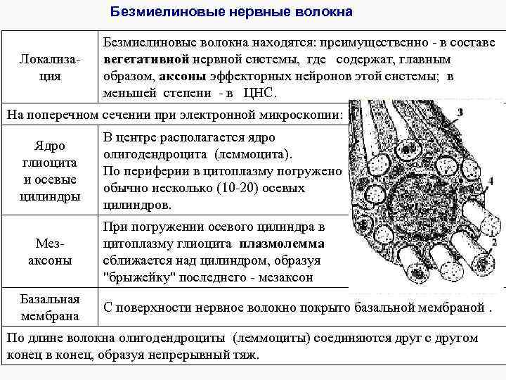 Безмиелиновые нервные волокна Локализация Безмиелиновые волокна находятся: преимущественно - в составе вегетативной нервной системы,