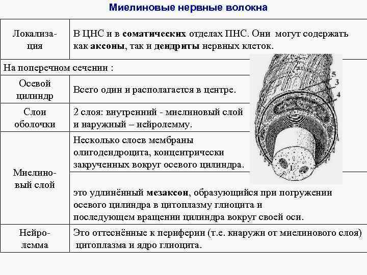 Миелиновые нервные волокна Локализация В ЦНС и в соматических отделах ПНС. Они могут содержать