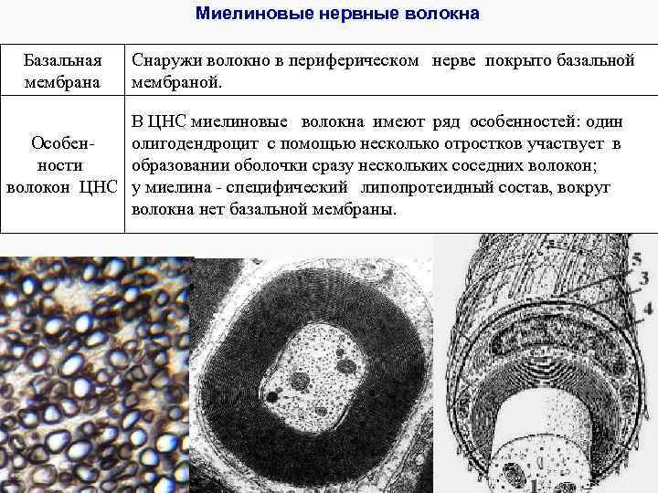 Миелиновые нервные волокна Базальная мембрана Снаружи волокно в периферическом нерве покрыто базальной мембраной. В