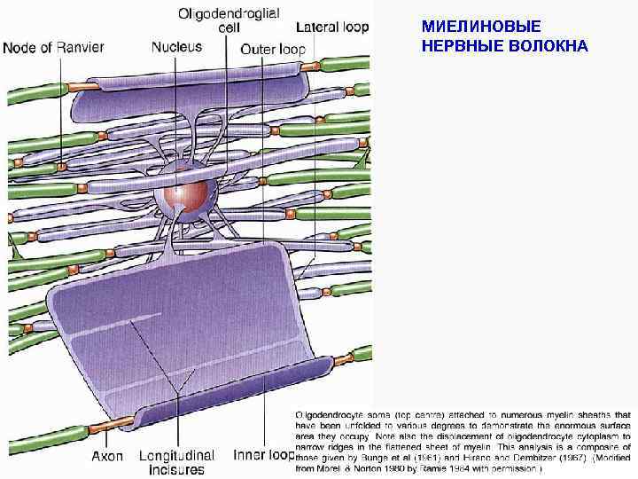МИЕЛИНОВЫЕ НЕРВНЫЕ ВОЛОКНА 