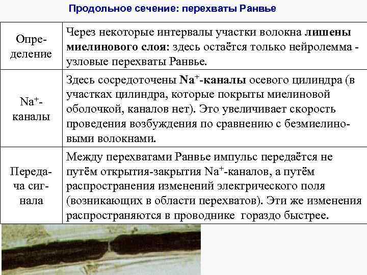 Продольное сечение: перехваты Ранвье Определение Na+каналы Передача сигнала Через некоторые интервалы участки волокна лишены