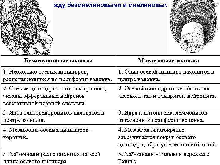 Различия между безмиелиновыми и миелиновыми волокнами Безмиелиновые волокна Миелиновые волокна 1. Несколько осевых цилиндров,