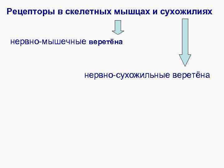 Рецепторы в скелетных мышцах и сухожилиях нервно-мышечные веретёна нервно-сухожильные веретёна 