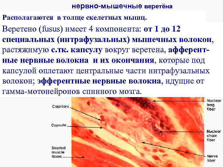 нервно-мышечные веретёна Располагаются в толще скелетных мышц. Веретено (fusus) имеет 4 компонента: от 1