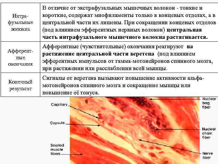 Интрафузальные волокна В отличие от экстрафузальных мышечных волокон - тонкие и короткие, содержат миофиламенты