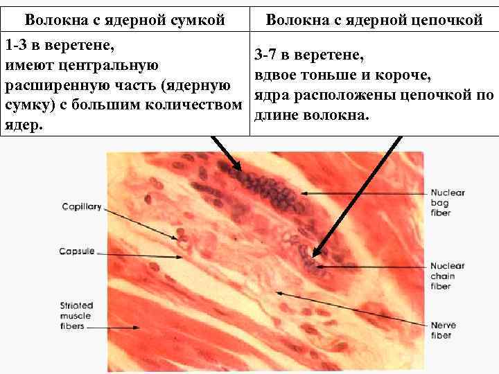 Волокна с ядерной сумкой Волокна с ядерной цепочкой 1 -3 в веретене, имеют центральную