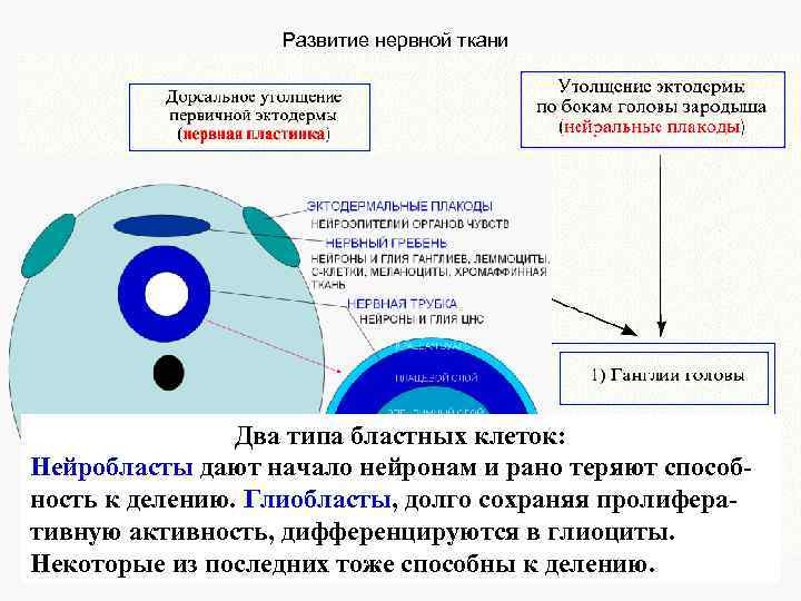 Развитие нервной ткани Два типа бластных клеток: Нейробласты дают начало нейронам и рано теряют