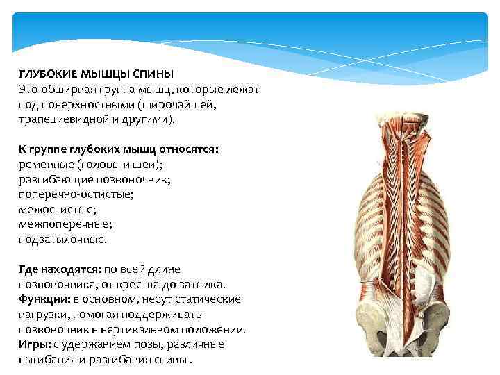 Анатомическая характеристика