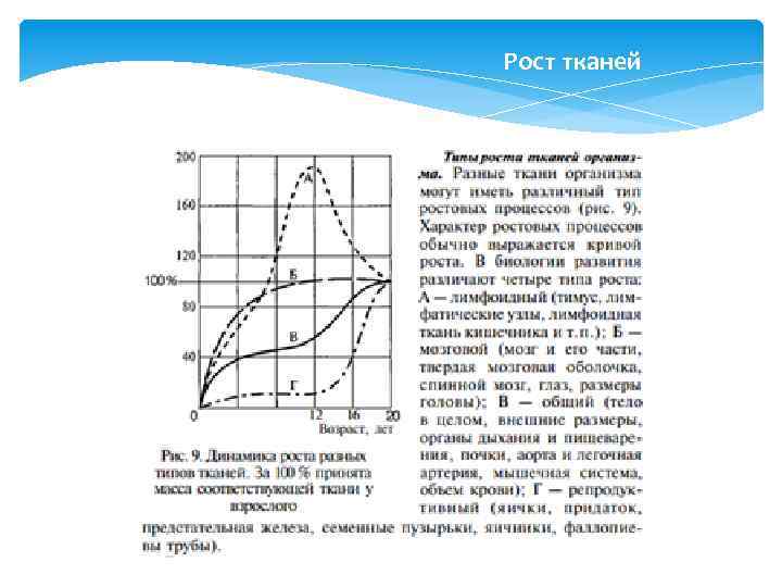 Рост тканей 
