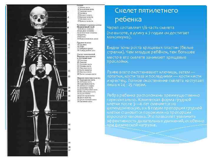 Особенности анатомии