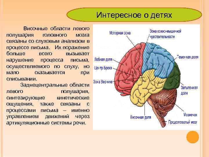 Интересное о детях Височные области левого полушария головного мозга связаны со слуховым анализом в