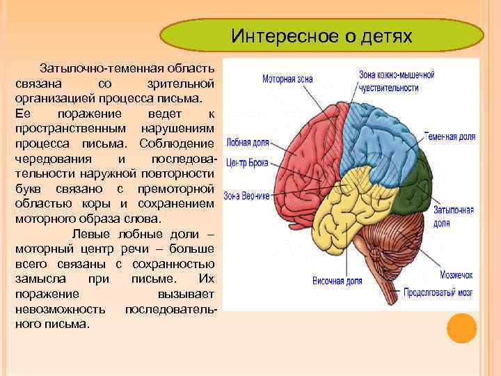 Интересное о детях Затылочно-теменная область связана со зрительной организацией процесса письма. Ее поражение ведет