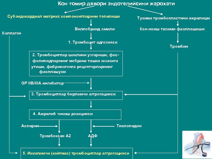 Кон томир девори эндотелийсини жарохати Субэндокардиал матрикс компонентларини топилиши Виллебранд омили Коллаген Тукима тромбопластини