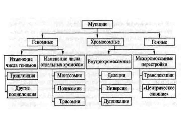 Типы мутаций рисунки