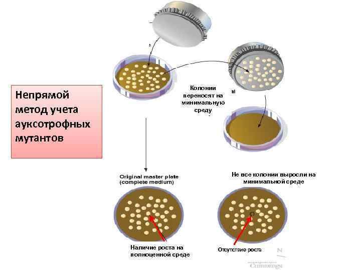 Непрямой метод учета ауксотрофных мутантов Колонии переносят на минимальную среду Не все колонии выросли