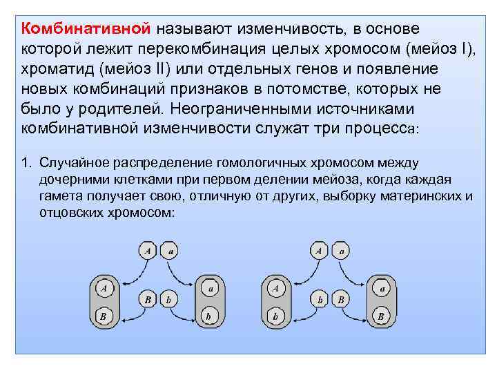 Комбинативной называют изменчивость, в основе которой лежит перекомбинация целых хромосом (мейоз I), хроматид (мейоз