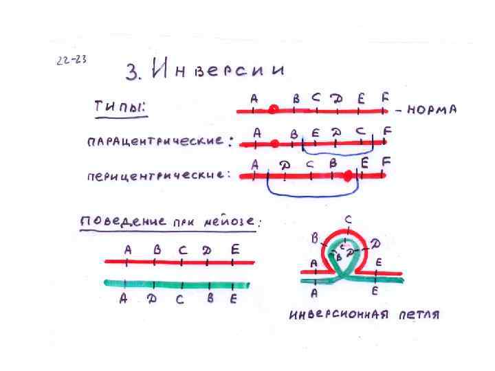 Восьмиклассники получили задание составить развернутый план изменчивость и стабильность параграф 4