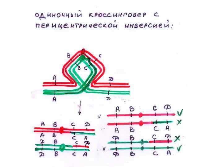 Изменчивость генетического материала презентация