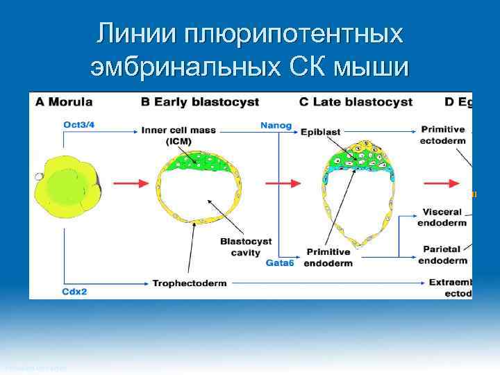 Линии плюрипотентных эмбринальных СК мыши ll Princeton University 