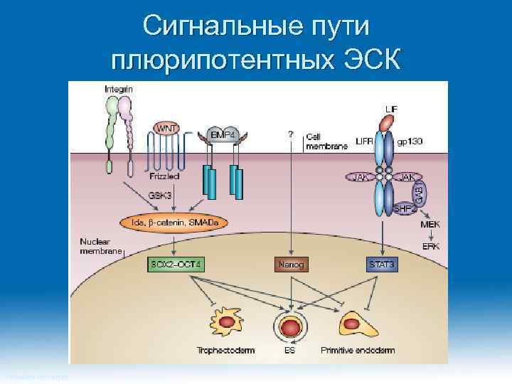 Сигнальные пути плюрипотентных ЭСК Princeton University 