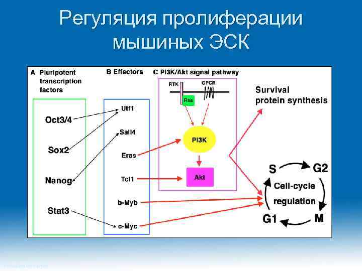 Регуляция пролиферации мышиных ЭСК Princeton University 