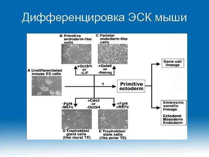 Дифференцировка ЭСК мыши Princeton University 