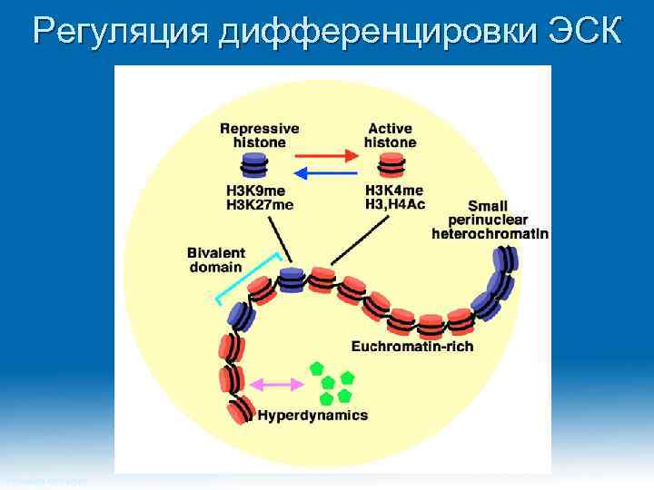 Регуляция дифференцировки ЭСК Princeton University 