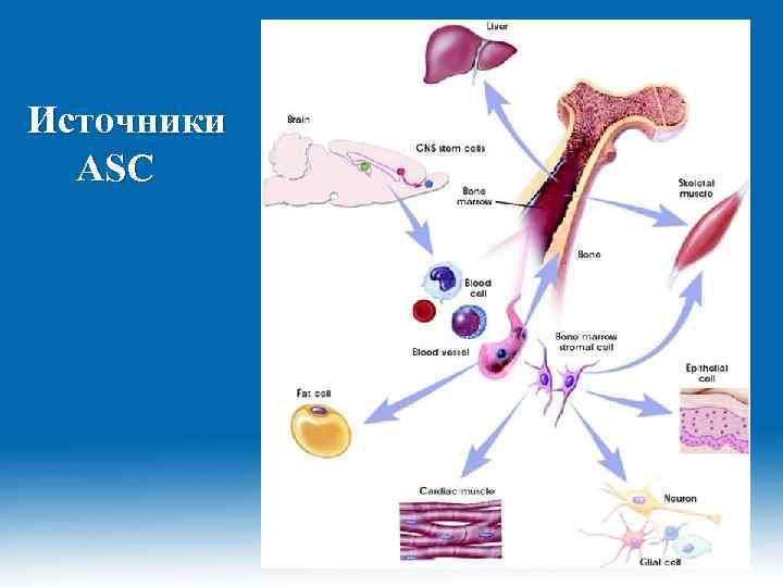 Источники ASC 