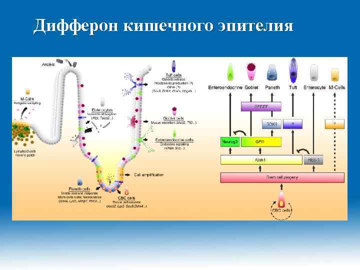 Дифферон кишечного эпителия 