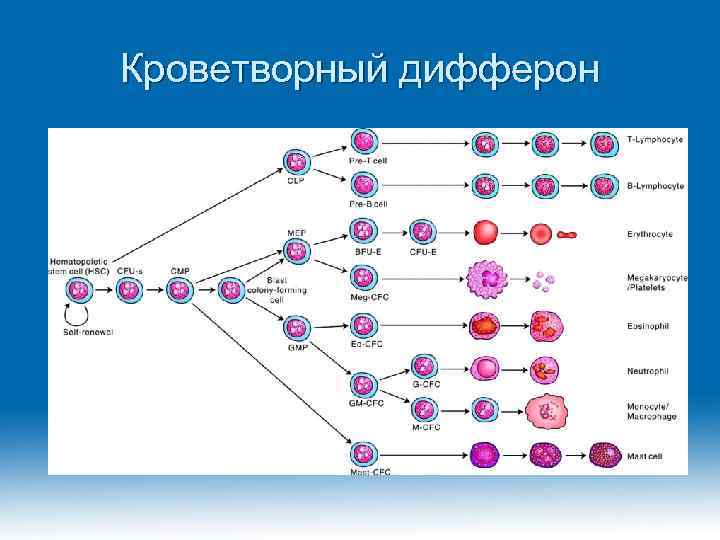 Кроветворный дифферон 