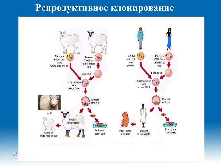 Репродуктивное клонирование. Репродуктивное и терапевтическое клонирование схема. Репродуктивное и терапевтическое клонирование человека. Репродуктивное клонирование человека схема. Репродуктивное клонирование животных.