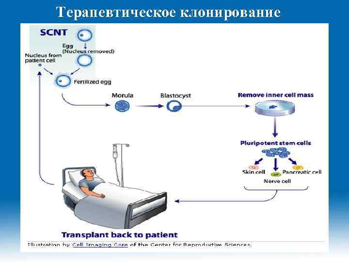 Терапевтическое клонирование 2/9/2018 Dr. Hariom Yadav 