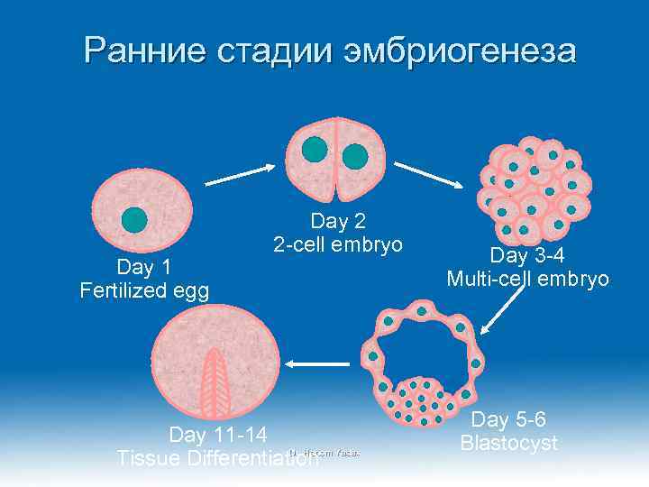 Ранние стадии эмбриогенеза Day 1 Fertilized egg Day 2 2 -cell embryo Day 11