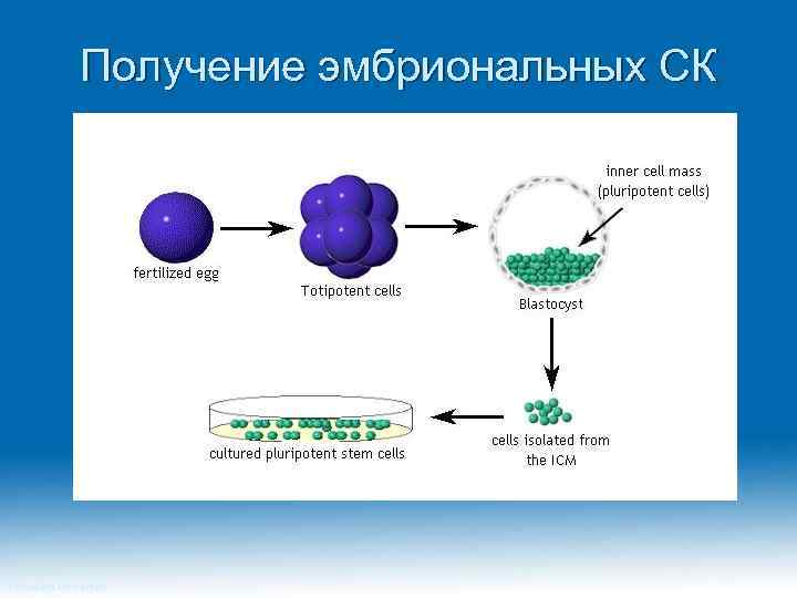 Получение эмбриональных СК Princeton University 