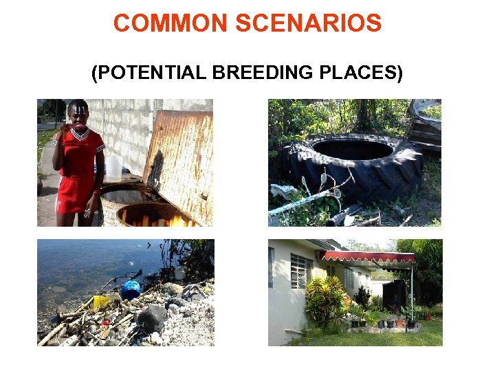 COMMON SCENARIOS (POTENTIAL BREEDING PLACES) 