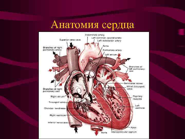 Анатомия сердца 
