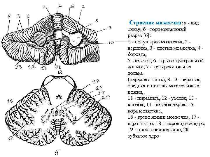  Строение мозжечка: а - вид снизу, б - горизонтальный разрез [6]: 1 -