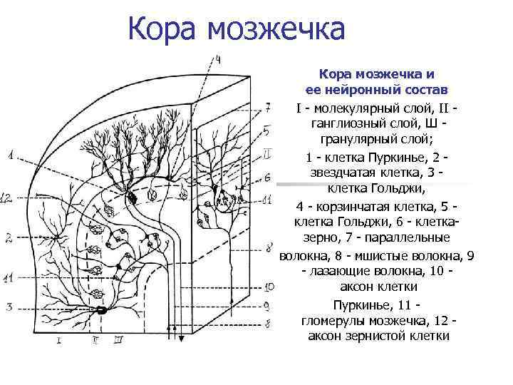 Схема межнейрональных связей в коре мозжечка функциональные взаимосвязи