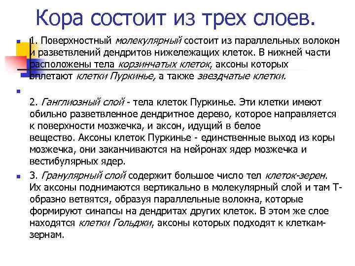 Кора состоит из трех слоев. n 1. Поверхностный молекулярный состоит из параллельных волокон и