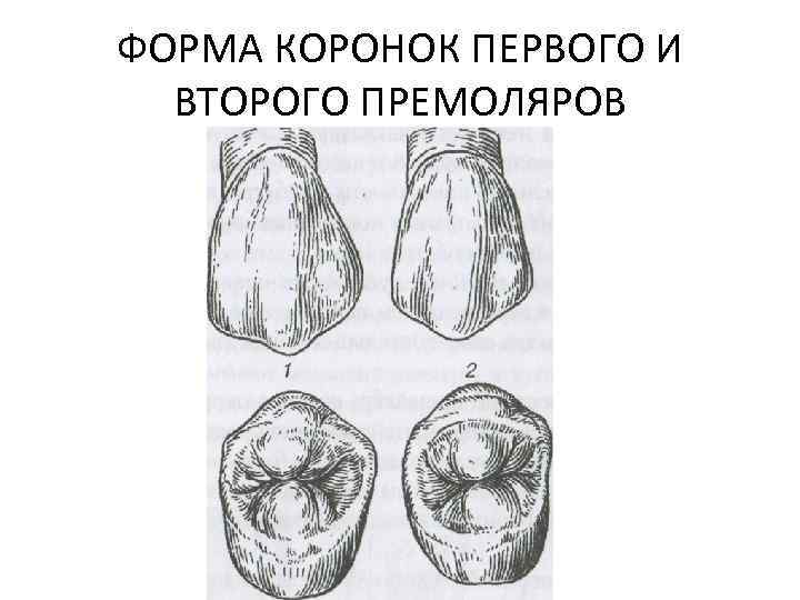 ФОРМА КОРОНОК ПЕРВОГО И ВТОРОГО ПРЕМОЛЯРОВ 