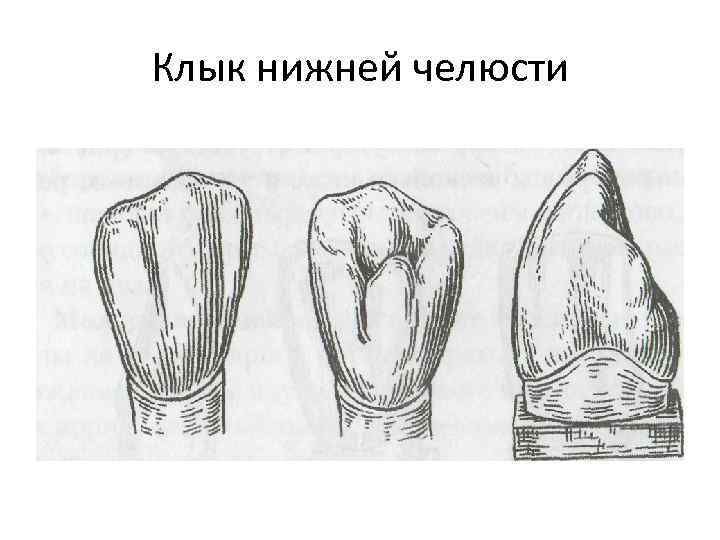 Клык нижней челюсти 