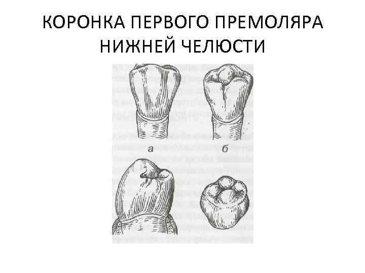 КОРОНКА ПЕРВОГО ПРЕМОЛЯРА НИЖНЕЙ ЧЕЛЮСТИ 