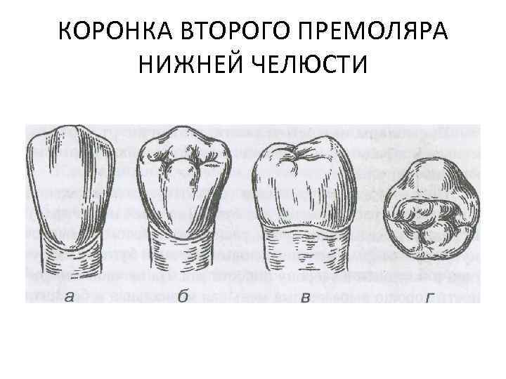 КОРОНКА ВТОРОГО ПРЕМОЛЯРА НИЖНЕЙ ЧЕЛЮСТИ 